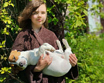 Собаки в Москве: Отдам добродушную собаку в добрые руки  Мальчик, Бесплатно - фото 3