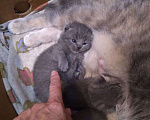 Кошки в Севастополе: Шотланский прямоухий плюшевый котенок Мальчик, 4 000 руб. - фото 7