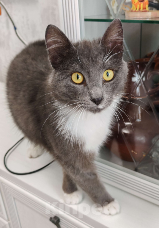 Кошки в Уфе: Малыш  Мальчик, 500 руб. - фото 1