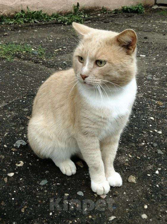 Кошки в Вологде: Кот Мальчик, Бесплатно - фото 1