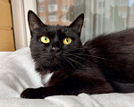Кошки в Москве: Черная кошка - крошка Багира в добрые руки Девочка, Бесплатно - фото 3