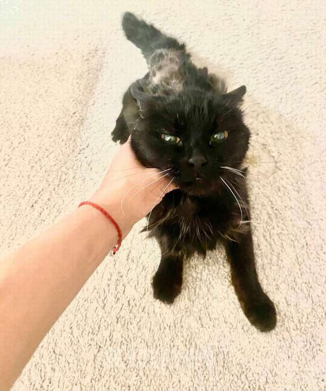 Кошки в Москве: Красавица и умница кошка Багира в добрые руки! Девочка, Бесплатно - фото 2