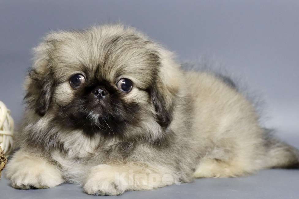 Собаки в Санкт-Петербурге: Щенок пекинеса Девочка, 100 000 руб. - фото 1