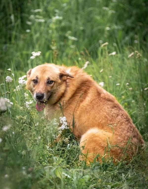 Собаки в других городах Владимирской области: Красивый рыжик в добрые руки Мальчик, Бесплатно - фото 4