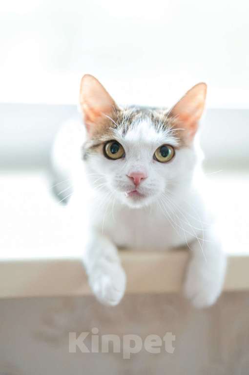 Кошки в Москве: Амур в поиках дома Мальчик, Бесплатно - фото 6