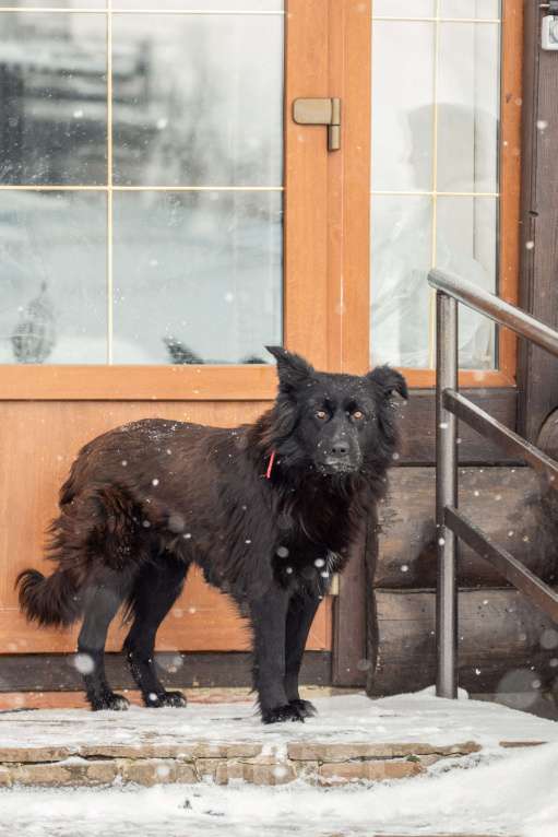 Собаки в других городах Московской области: Собака в добрые руки Девочка, Бесплатно - фото 8