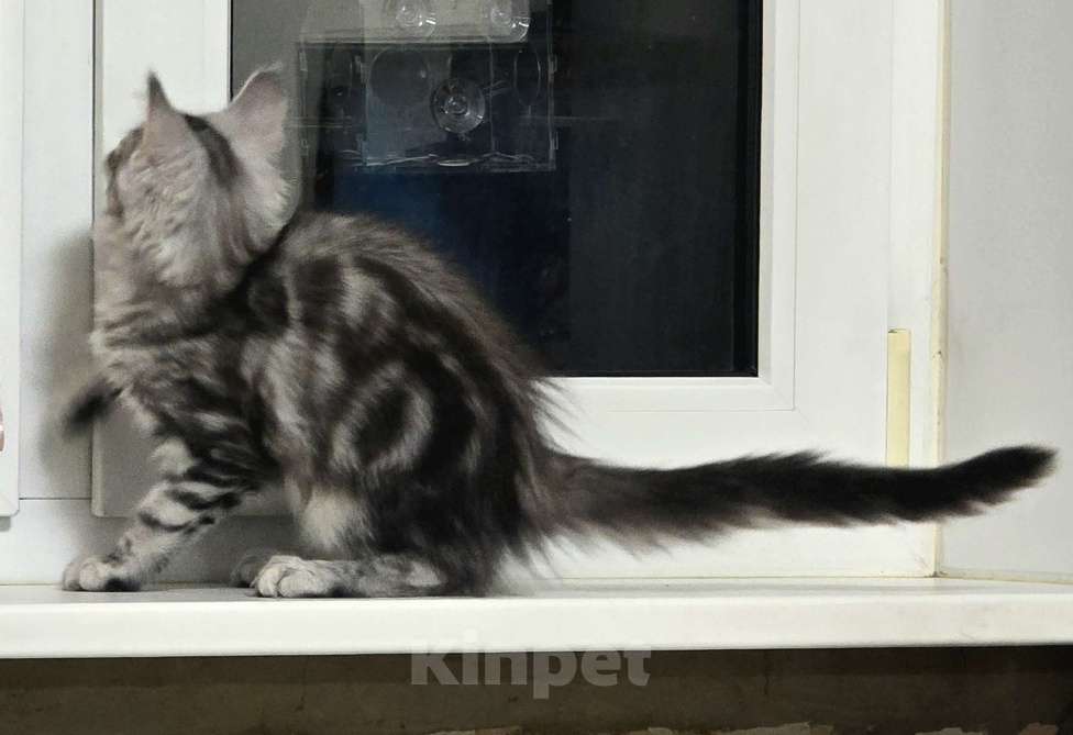 Кошки в Москве: Котята мейн-кун Девочка, 35 000 руб. - фото 9