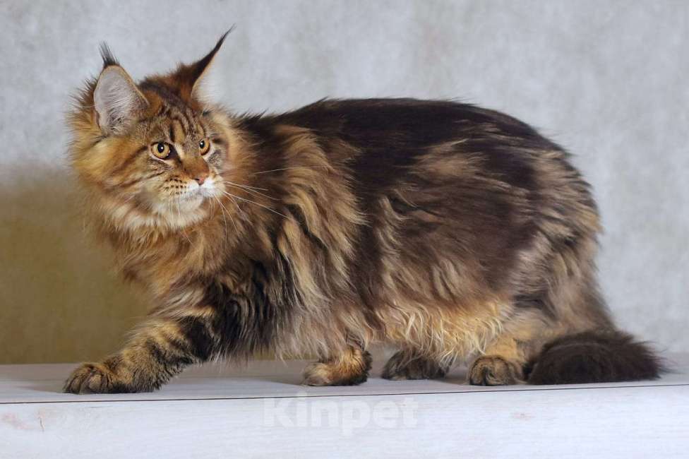 Кошки в Москве: Котенок 2 Мальчик, 1 руб. - фото 1