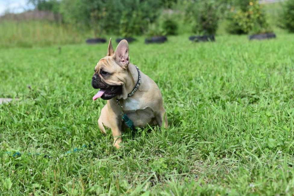 Собаки в Москве: Девочка французского бульдога  Девочка, 35 000 руб. - фото 2