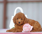 Собаки в Чехове: той пудель мальчик (red brown) Мальчик, 80 000 руб. - фото 3