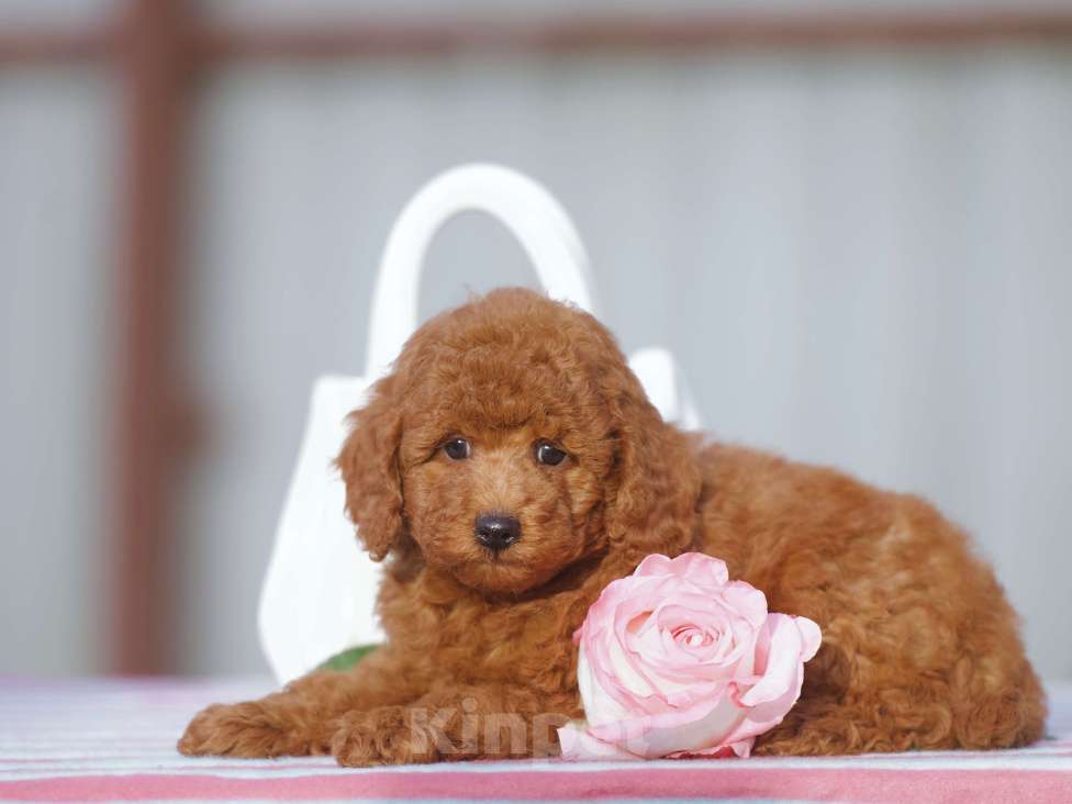 Собаки в Чехове: той пудель мальчик (red brown) Мальчик, 80 000 руб. - фото 3