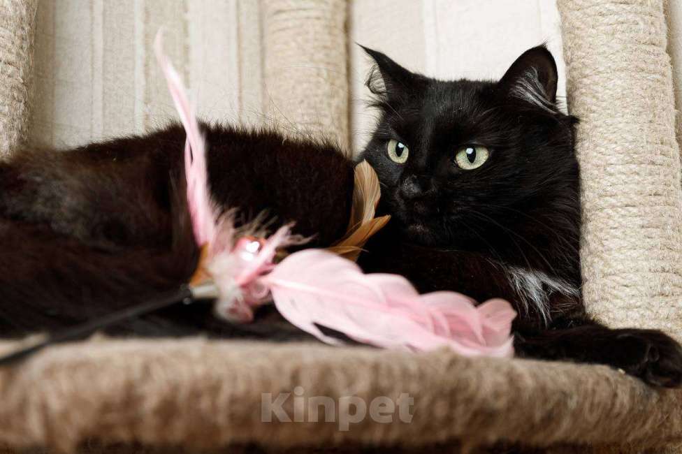 Кошки в Москве: Пушистая кошка в добрые руки Девочка, 15 руб. - фото 4