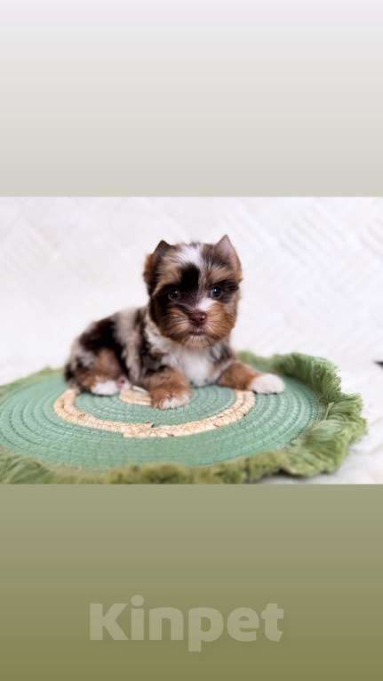 Собаки в Москве: Эксклюзивный мальчик красавчик Мальчик, 80 000 руб. - фото 1