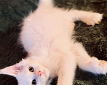 Кошки в Москве: Мейнкун белый полидакт Мальчик, 50 000 руб. - фото 7