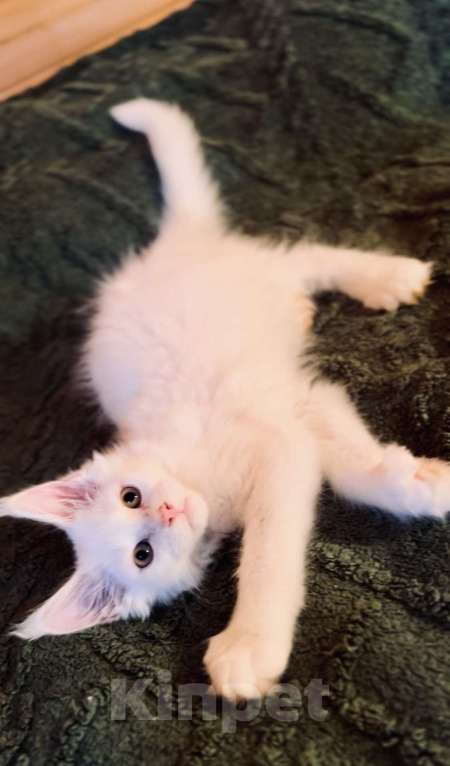 Кошки в Москве: Мейнкун белый полидакт Мальчик, 50 000 руб. - фото 7