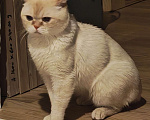 Кошки в Москве: Кот британский Мальчик, 20 000 руб. - фото 3