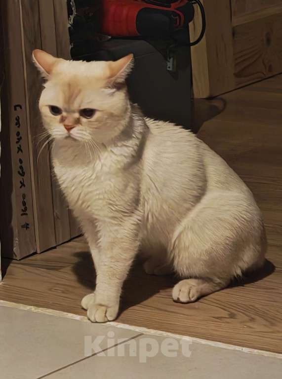 Кошки в Москве: Кот британский Мальчик, 20 000 руб. - фото 3
