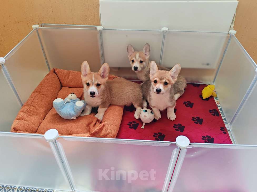 Собаки в Москве: Корги пемброк девочки  Девочка, 40 000 руб. - фото 4