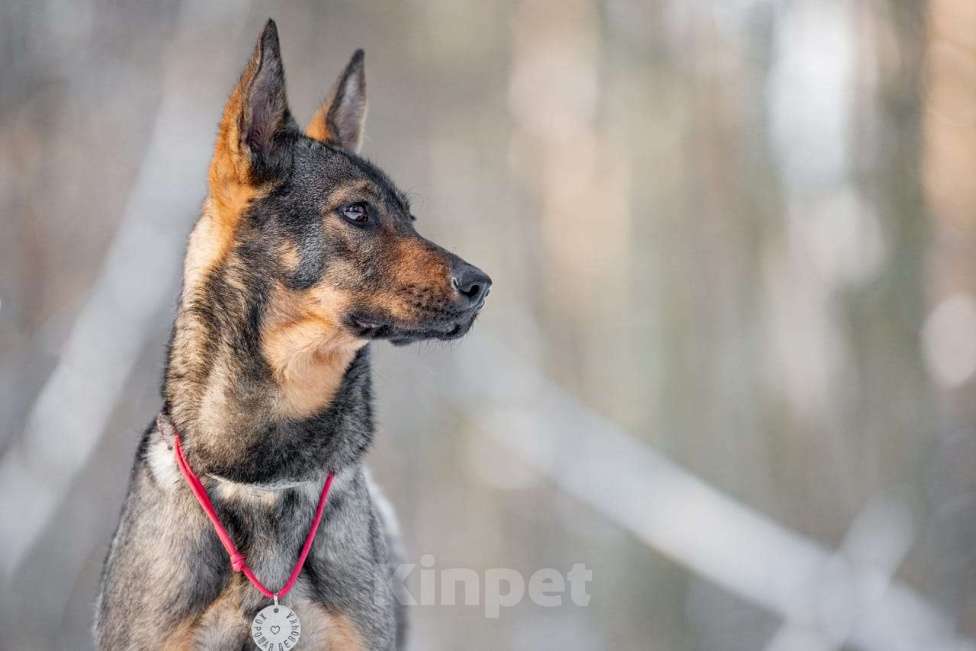 Собаки в Москве: Маленькая собака, которой кидали еду — но не давали дом Девочка, Бесплатно - фото 2