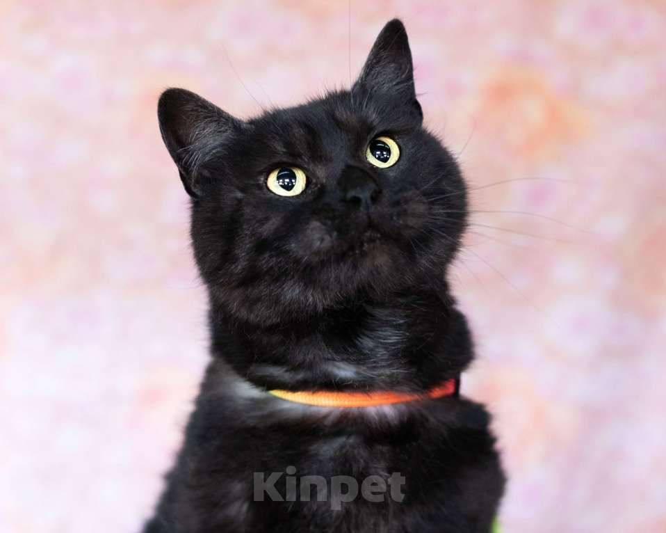 Кошки в Москве: Ласковый котик в добрые руки Мальчик, Бесплатно - фото 2