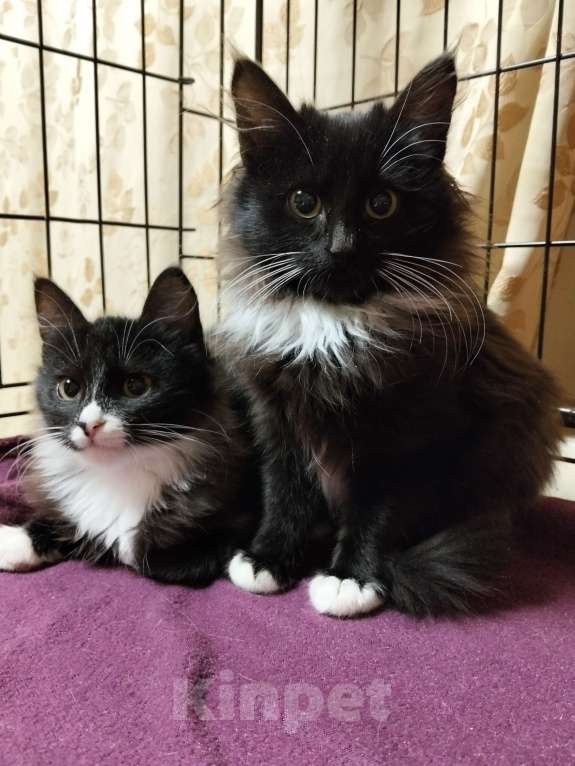 Кошки в Москве: Котёнок в добрые руки Мальчик, Бесплатно - фото 4