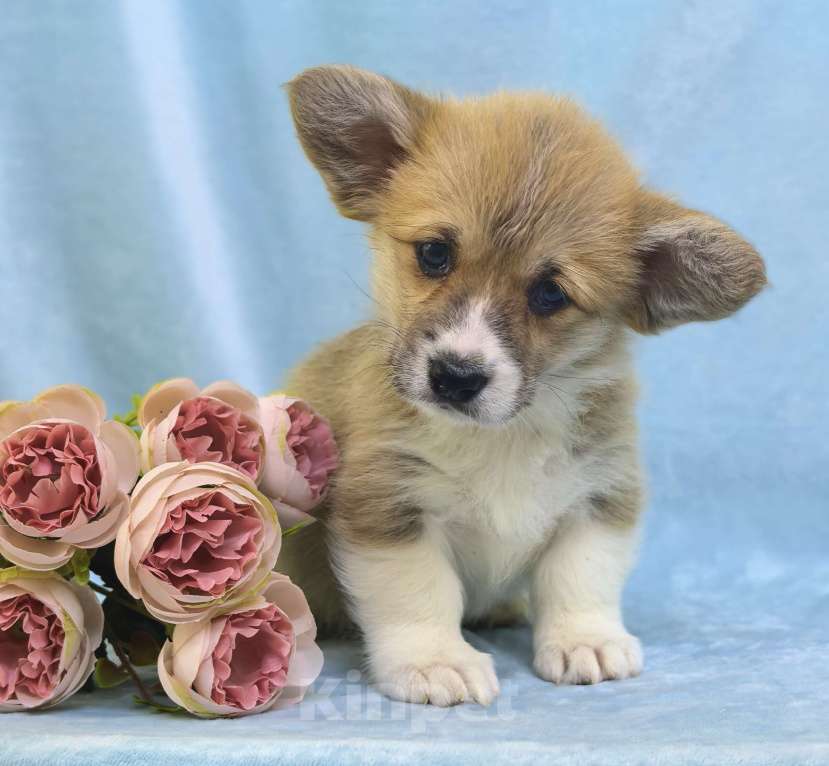 Собаки в Москве: Вельш корги пемброк девочка Девочка, 60 000 руб. - фото 3