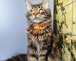Кошки в Москве: Котенок Мейн-Кун Девочка Девочка, 40 000 руб. - фото 5