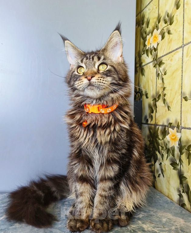 Кошки в Москве: Котенок Мейн-Кун Девочка Девочка, 40 000 руб. - фото 5