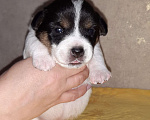 Собаки в Пензе: Щенки Джек Рассел терьер мальчик 1 Мальчик, 25 000 руб. - фото 1