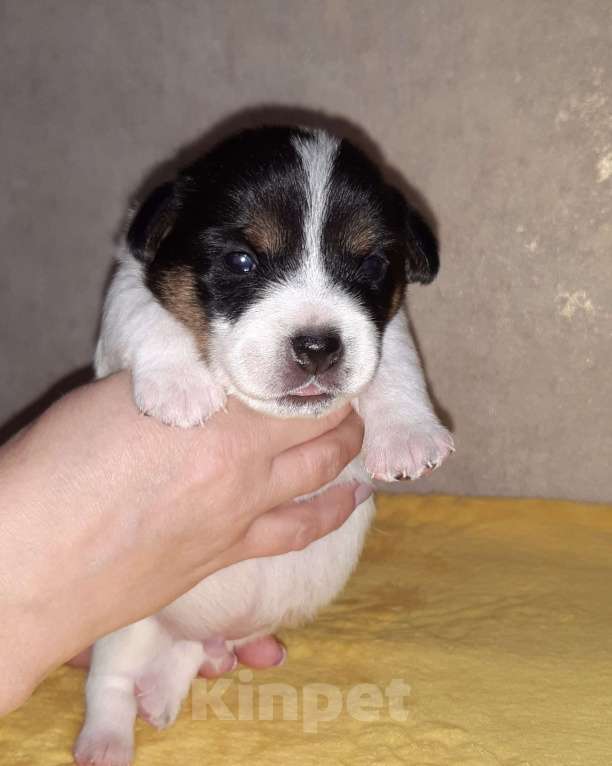 Собаки в Пензе: Щенки Джек Рассел терьер мальчик 1 Мальчик, 25 000 руб. - фото 1