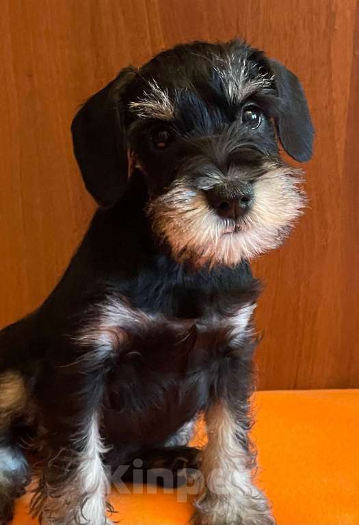 Собаки в Санкт-Петербурге: Четыре кобеля 2 окрасов Мальчик, 50 000 руб. - фото 7