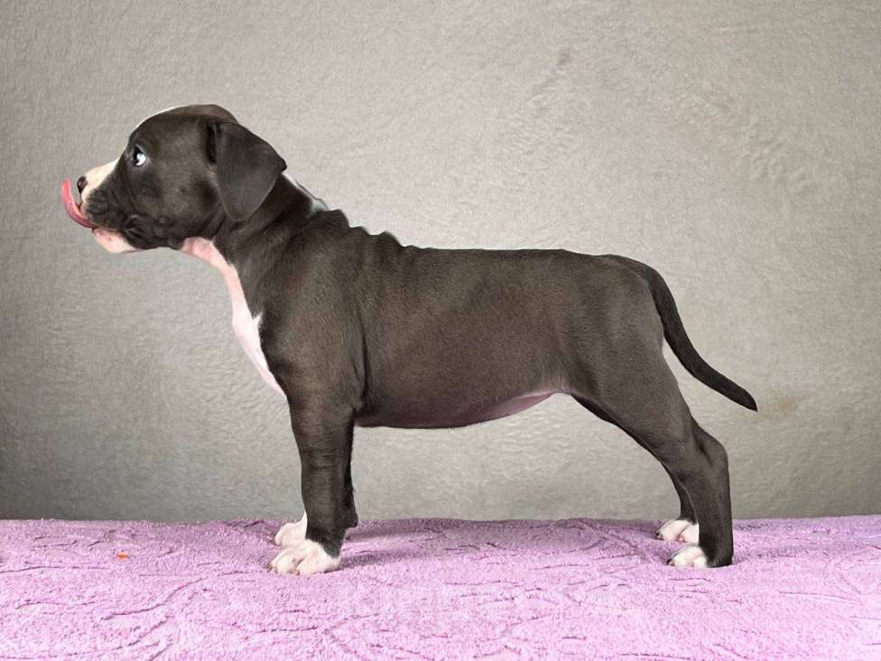 Собаки в Москве: Красивейшая девочка амстаффа Девочка, 100 000 руб. - фото 2