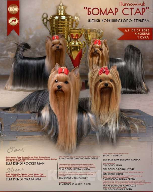 Собаки в Москве: Очаровательный мальчик йорка Мальчик, 40 000 руб. - фото 3