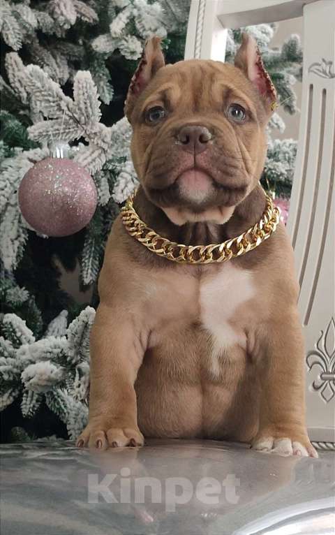 Собаки в других городах Краснодарского края: Щенки американского булли Девочка, 90 000 руб. - фото 3