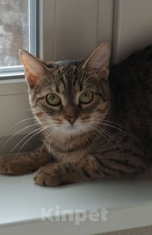 Кошки в Москве: Котенок в добрые руки! Девочка, Бесплатно - фото 2