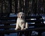 Собаки в Москве: Золотистый ретривер  Девочка, 90 000 руб. - фото 6