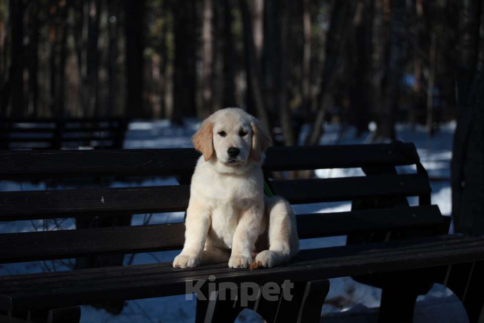 Собаки в Москве: Золотистый ретривер  Девочка, 90 000 руб. - фото 6