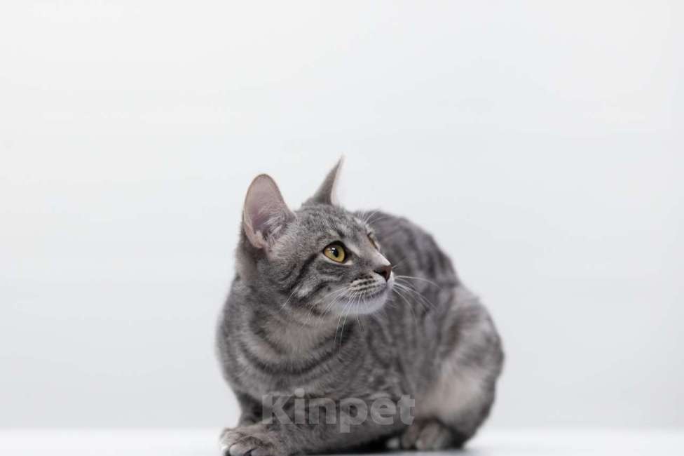 Кошки в Москве: Пэрри Девочка, Бесплатно - фото 2