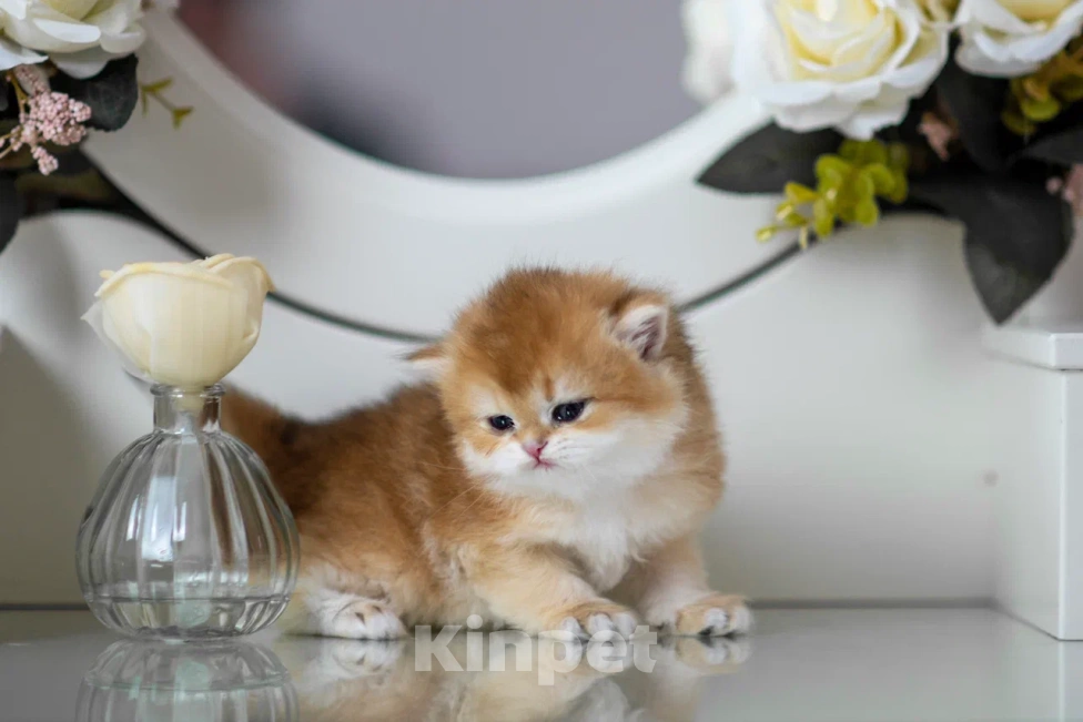 Кошки в Балашихе: Британская девочка Булочка Девочка, 75 000 руб. - фото 7