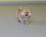 Собаки в Подольске: Шпиц щенок оранж Мальчик, Бесплатно - фото 8