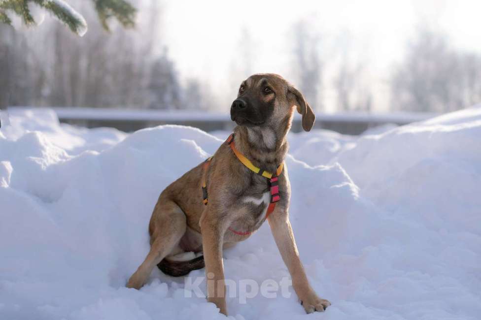 Собаки в Москве: Нежная и трепетная девочка Дина очень ждет свою маму Девочка, Бесплатно - фото 2
