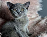 Кошки в Калининграде: Котята. Бурма. Питомник Европейской бурмы Девочка, 50 000 руб. - фото 3