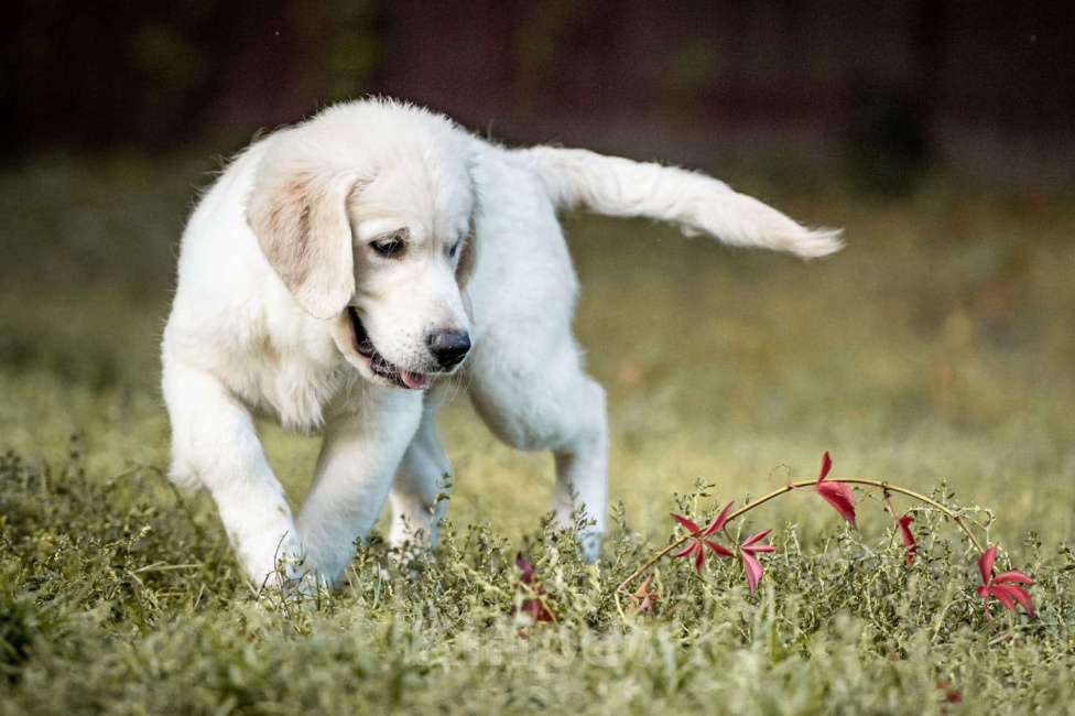 Собаки в Мытищах: Золотистый ретривер, щенок Мальчик, 60 000 руб. - фото 7