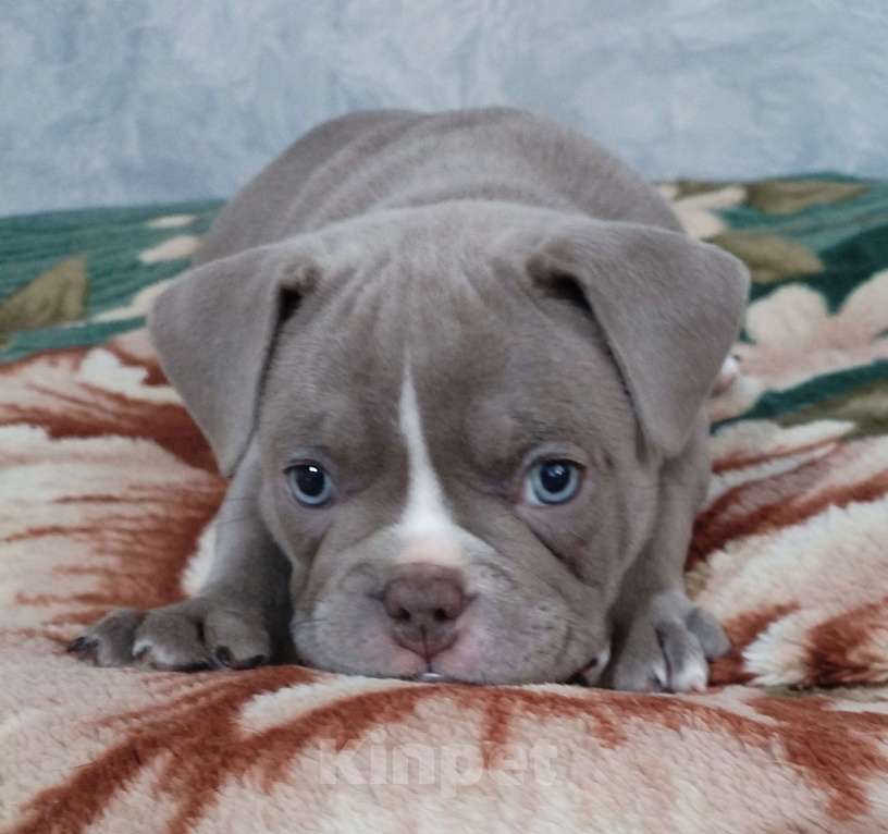 Собаки в других городах Ростовской области: Американский булли  Мальчик, 50 000 руб. - фото 5