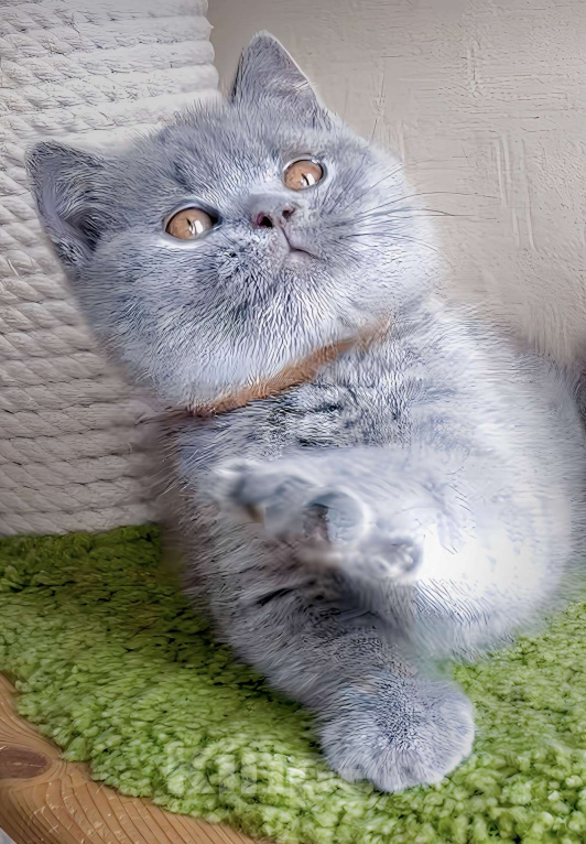 Кошки в Москве: Британский к/ш элитные котята  Девочка, Бесплатно - фото 2