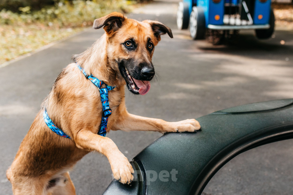 Собаки в Москве: Фантастический Флейм ищет дом Мальчик, Бесплатно - фото 9
