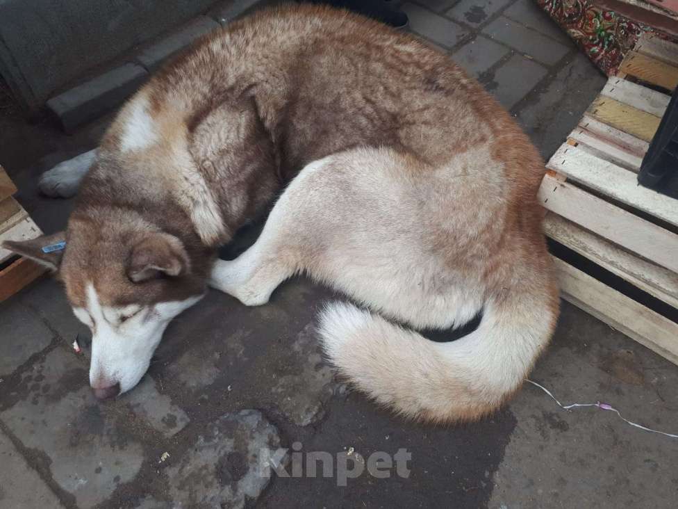 Собаки в Волгограде: Нашли сибирская хаски .  г Волгоград Держинский район.  Мальчик, Бесплатно - фото 6