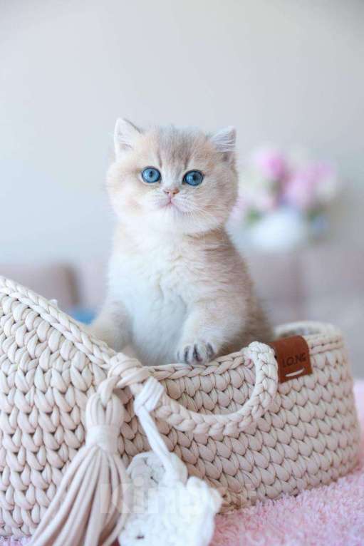 Кошки в Москве: Британская девочка Джоли Девочка, 170 000 руб. - фото 2