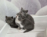 Кошки в Курске: Котята британские короткошёрстные прямоухие Разнополые, 4 000 руб. - фото 3