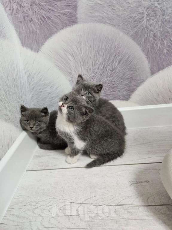 Кошки в Курске: Котята британские короткошёрстные прямоухие Разнополые, 4 000 руб. - фото 3